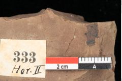 Foto (Detailansicht) von Pinus ciliata Ettingshausen (NHMW-GEO-2024-0188-0333)